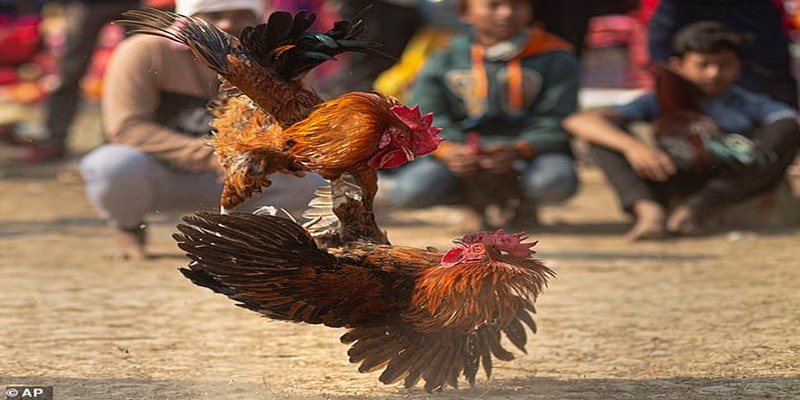 Đá gà C1 - Nơi đam mê hái ra tiền