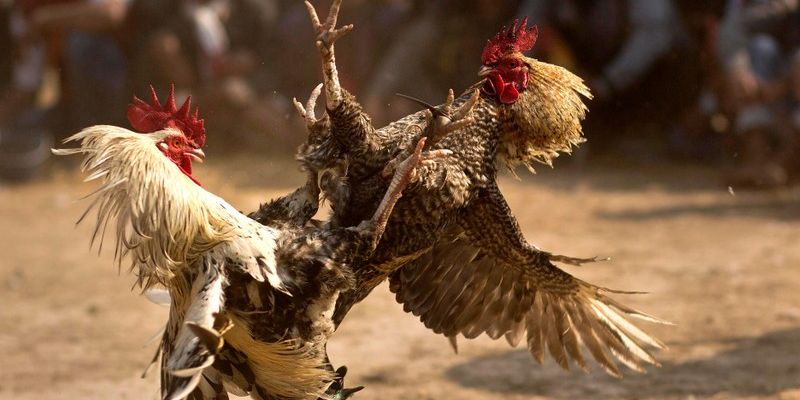 Quy trình tham gia đá gà Thomo tại VN88