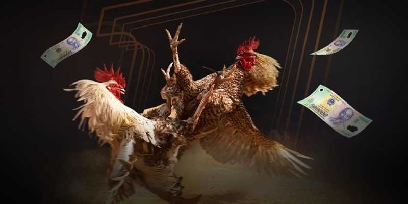 Những ưu điểm vượt trội của đá gà C1