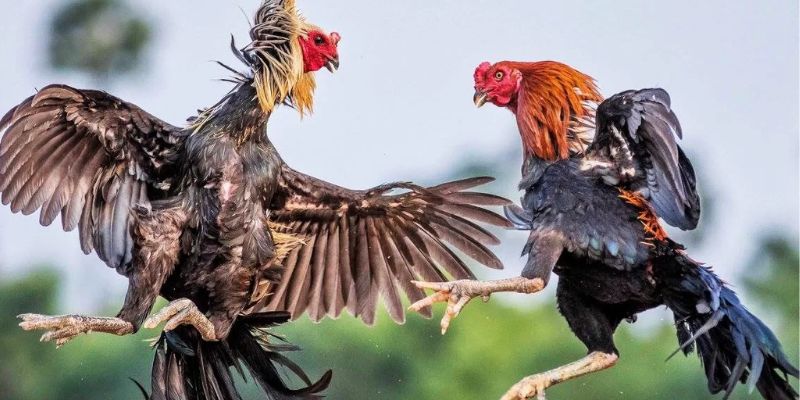 Lý do không thể bỏ qua thể loại đá gà cựa sắt