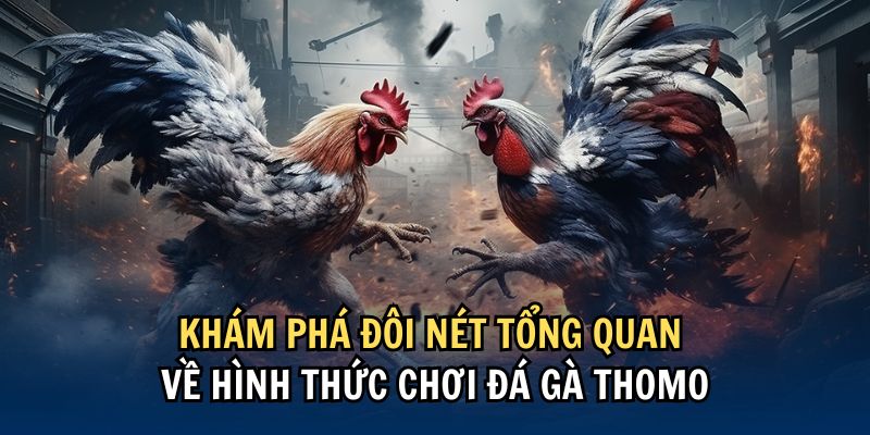 Tổng quan về hình thức chơi đá gà thomo
