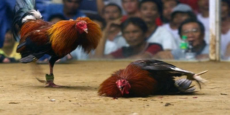 Đá gà cựa sắt không chỉ là cuộc chơi mà còn là cơ hội